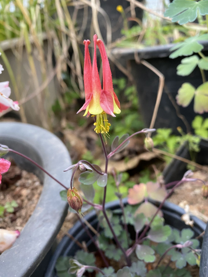 매발톱 - columbine, Aquilegia buergeriana Siebold & Zucc. var. oxysepala (Trautv. & C. A. Mey.) Kitam.
