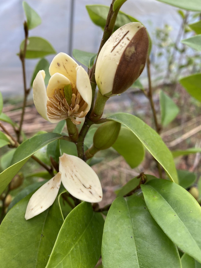 함소화 - Magnolia figo