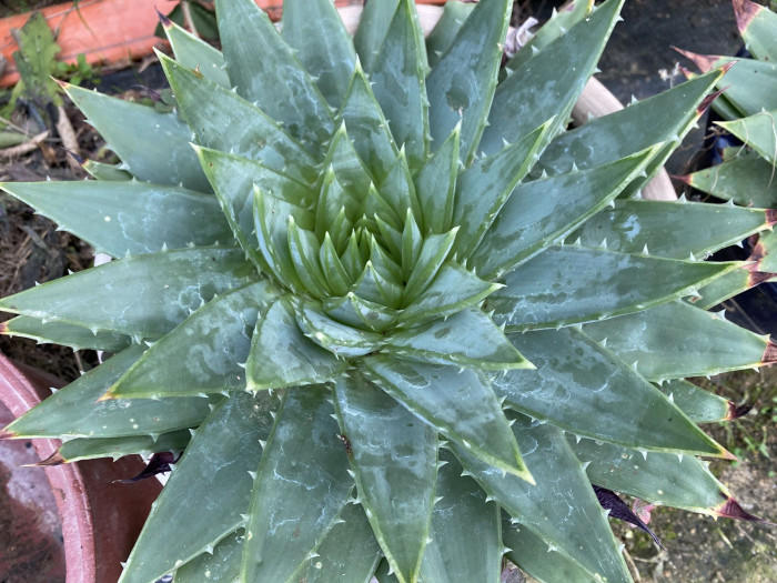 알로에 폴리필라 - Spiral Aloe, Aloe polyphylla