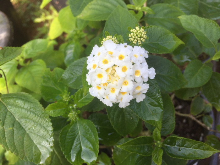 란타나 - Spanish Flag, West Indian Lantana, Lantana camara