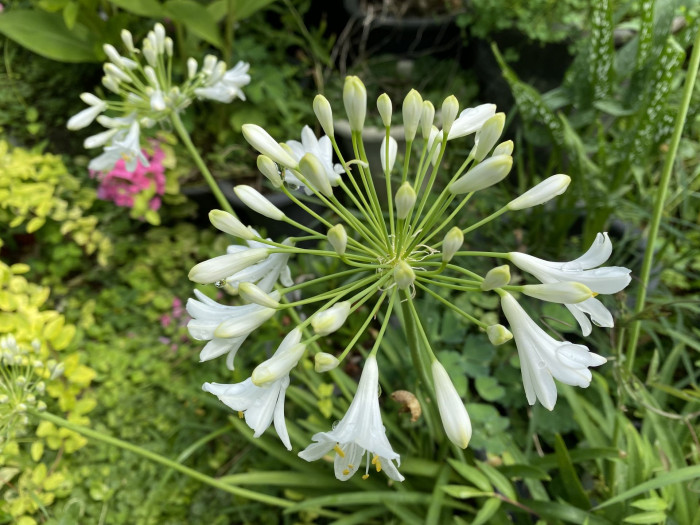 아가판서스 - African lily, Agapanthus africanus (L.) Hoffmanns