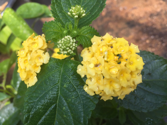 란타나 - Spanish Flag, West Indian Lantana, Lantana camara