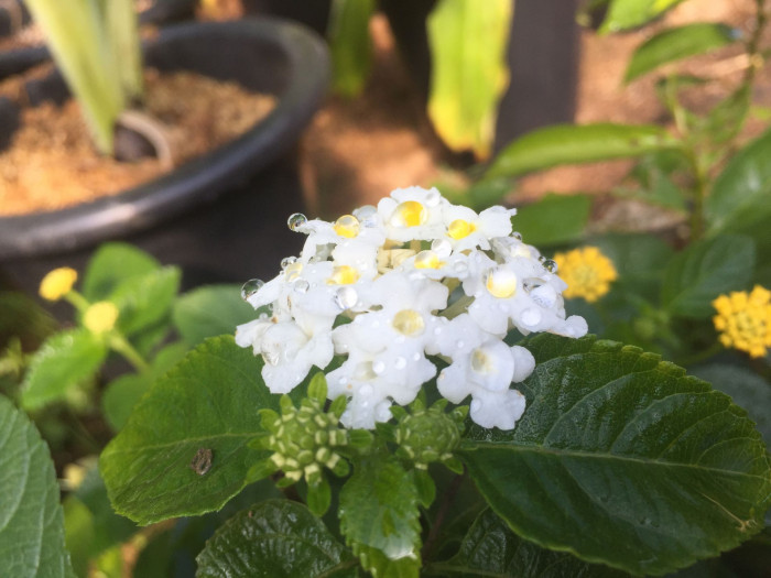 란타나 - Spanish Flag, West Indian Lantana, Lantana camara