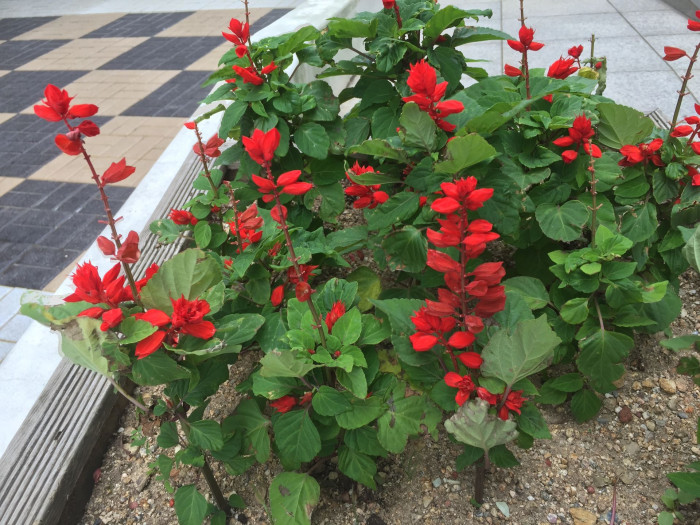 사루비아 - fire sage,, Salvia splendens Ker.