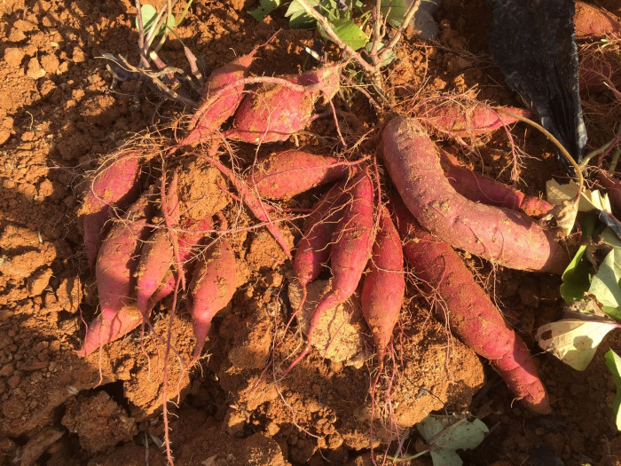 고구마 - Ipomoea batatas (L.) Lam.
