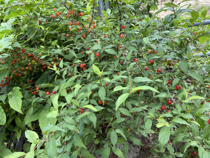 이스라지나무 - Prunus japonica Thunb. var. nakaii (H. Lév.) Rehder