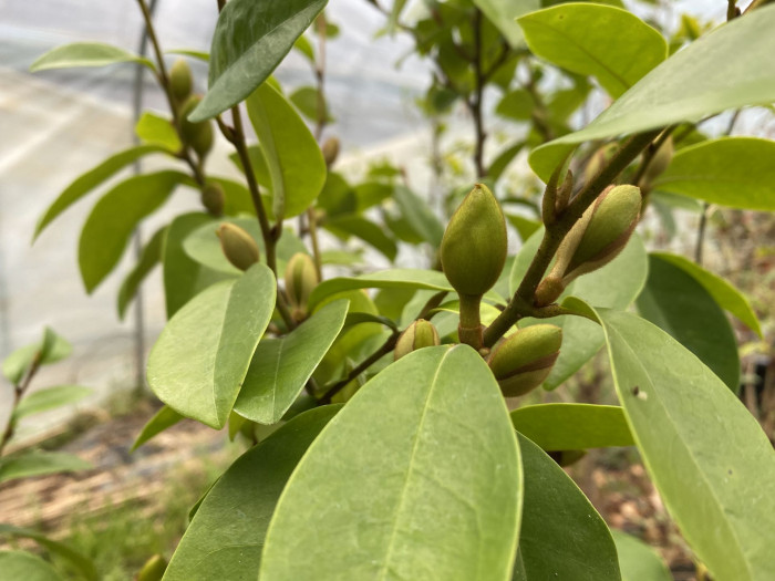함소화 - Magnolia figo