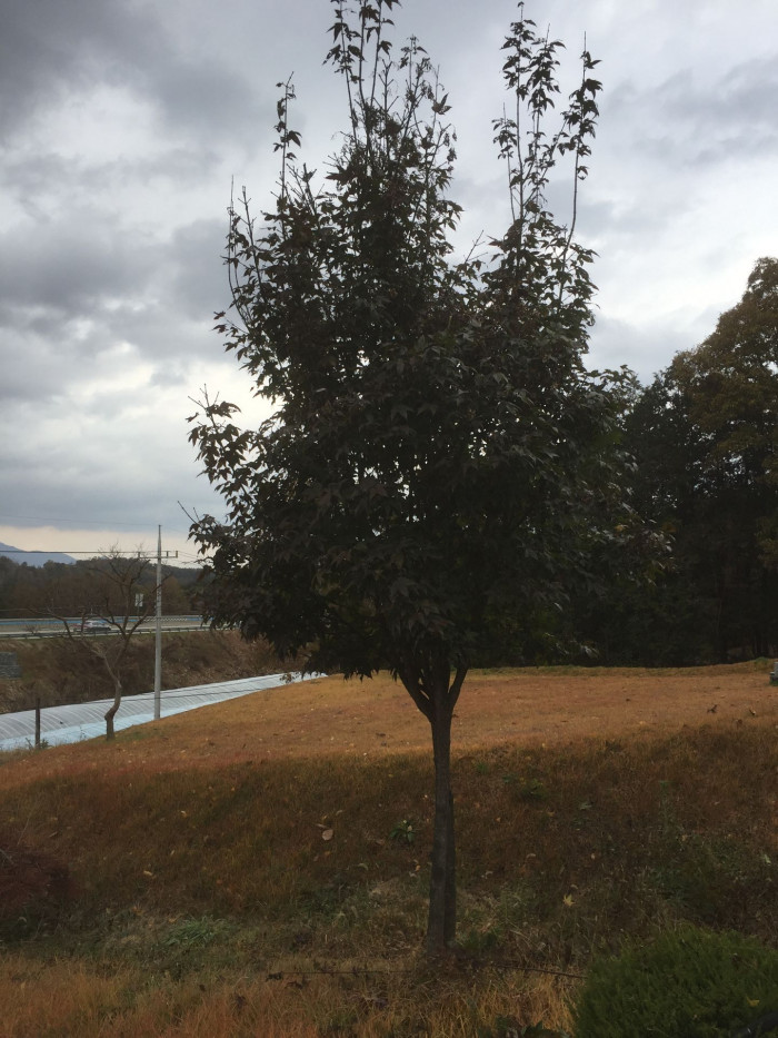 당단풍나무 - Acer pseudosieboldianum (Pax) Kom.