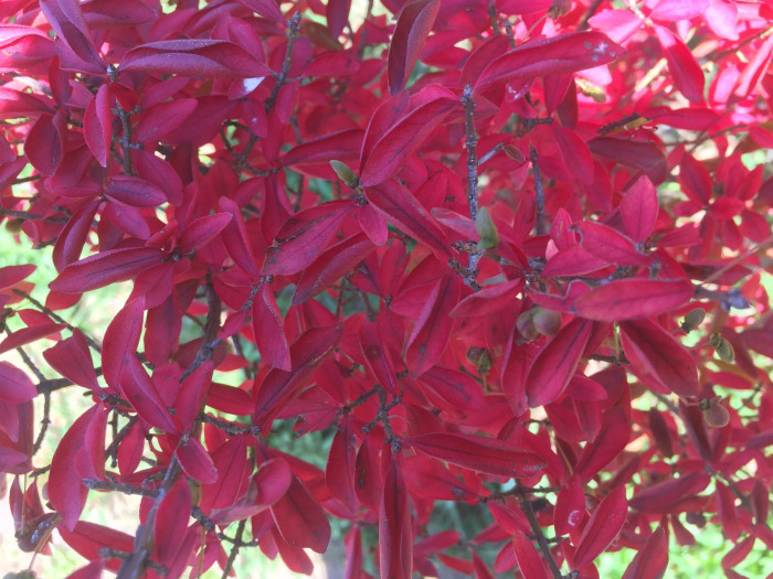 화살나무 - Burning Bush, Euonymus alatus (Thunb.) Siebold