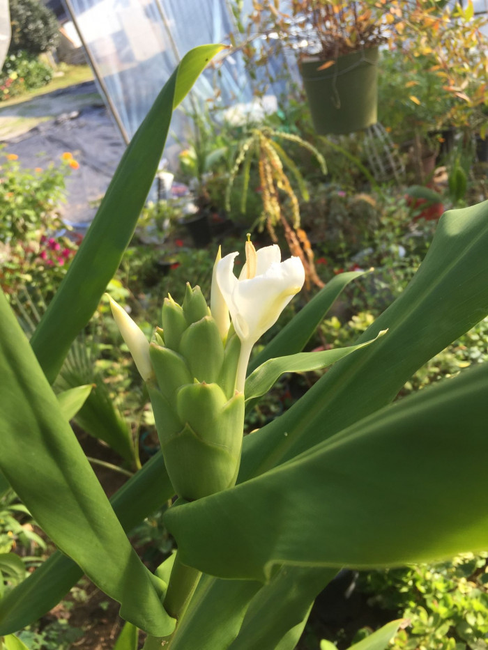 꽃생강 - Ginger lily, Hedychium coronarium J.Konig