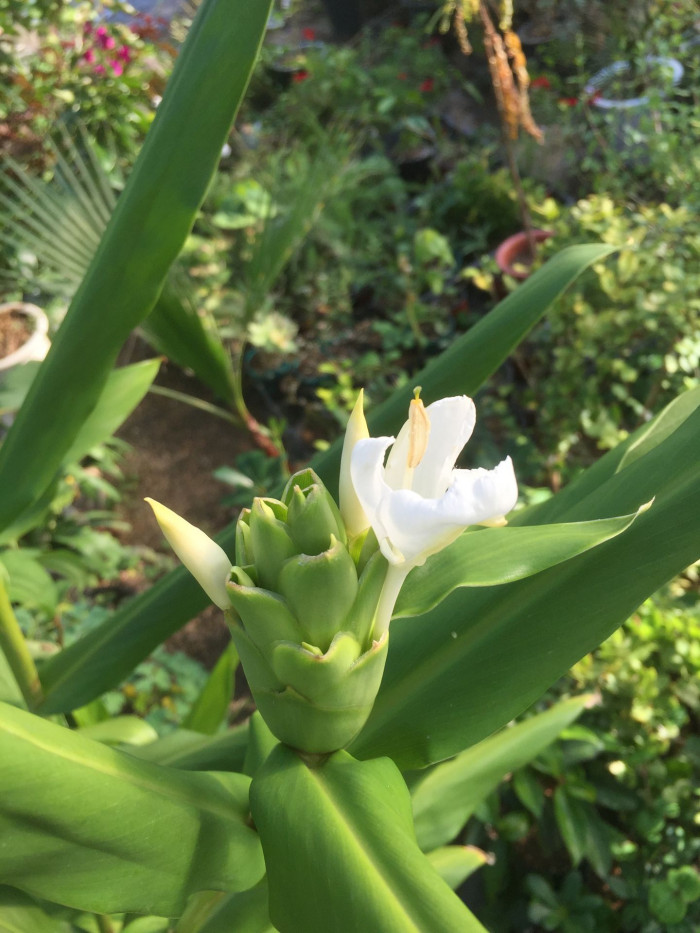 꽃생강 - Ginger lily, Hedychium coronarium J.Konig