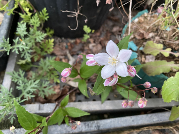 빈도리 - Deutzia crenata Siebold & Zucc.