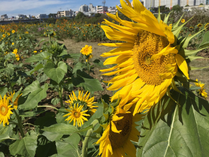 해바라기 - Sunflower, Helianthus annuus