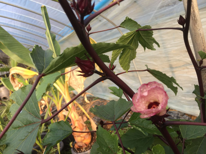 로젤 - Rozelle, Red Thai Roselle, Yellow bloom Roselle Hibiscus, Hibiscus sabdariffa L.