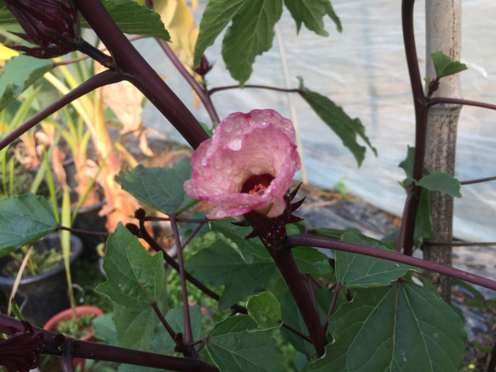 로젤 - Rozelle, Red Thai Roselle, Yellow bloom Roselle Hibiscus, Hibiscus sabdariffa L.