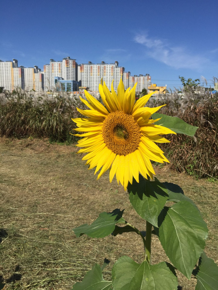 해바라기 - Sunflower, Helianthus annuus