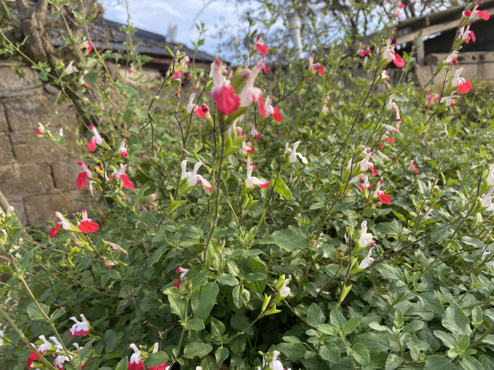 핫립세이지 - HotLipsSage, Salvia Microphylla