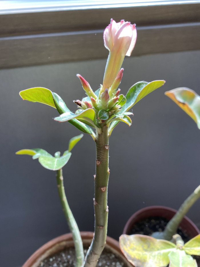 석화 - Adenium obesm, Adenium