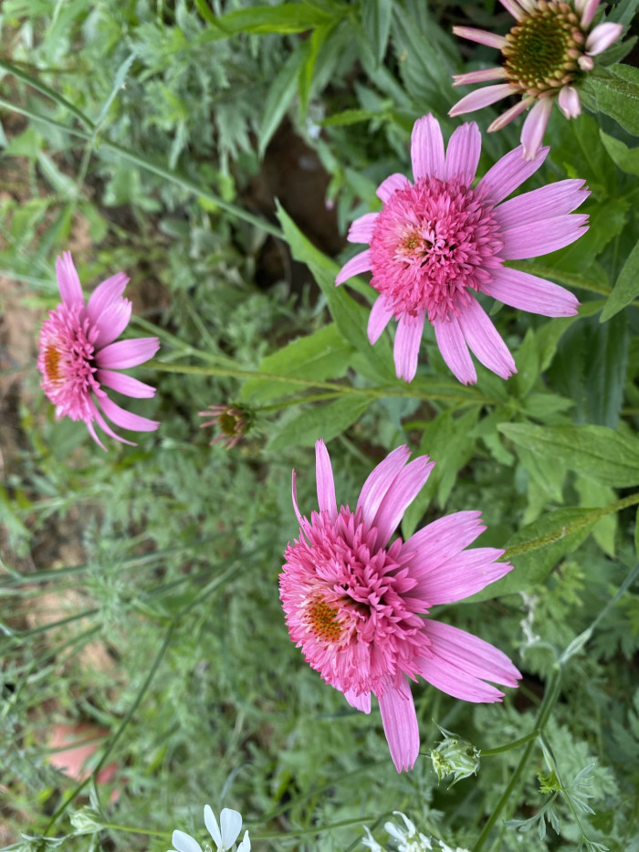 에키네시아 - eastern purple coneflower, hedgehog coneflower, purple coneflower, Echinacea purpurea