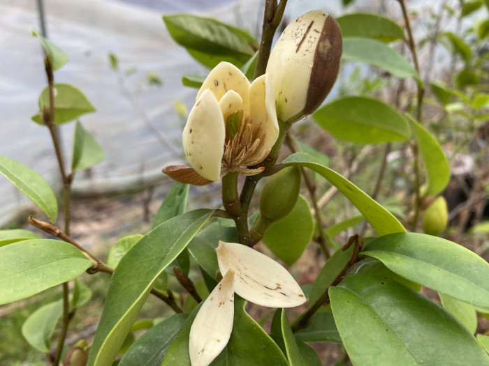 함소화 - Magnolia figo