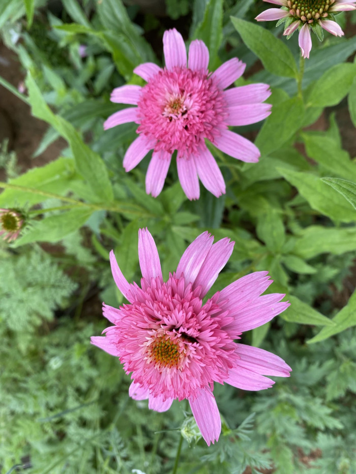 에키네시아 - eastern purple coneflower, hedgehog coneflower, purple coneflower, Echinacea purpurea