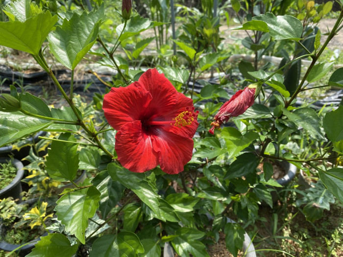 하와이무궁화 - hawaiian hibiscus, Hibiscus rosa-sinesis L.
