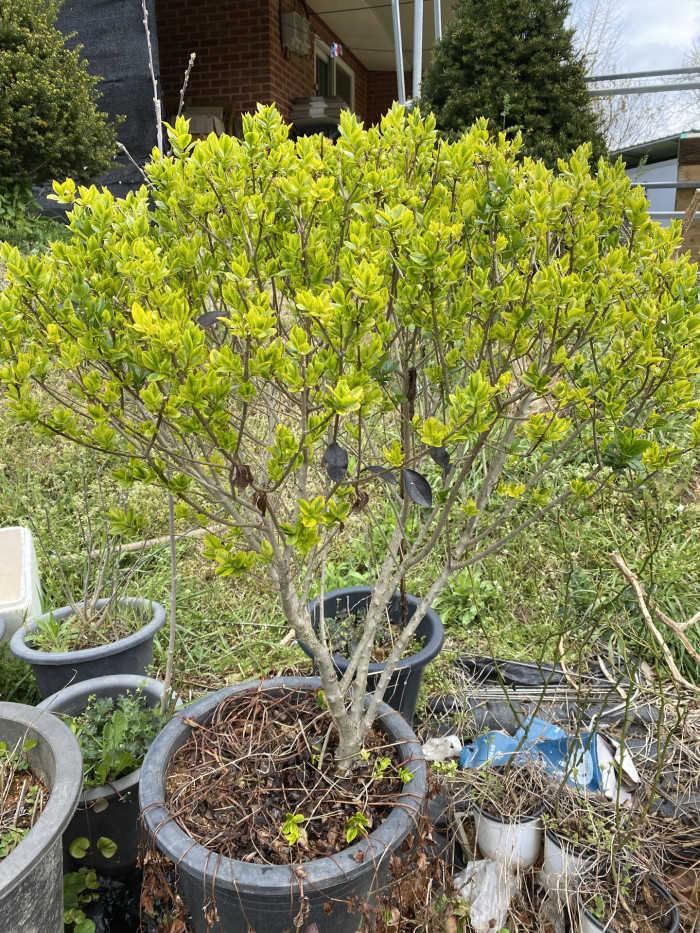 광나무 - Ligustrum japonicum Thunb. var. japonicum