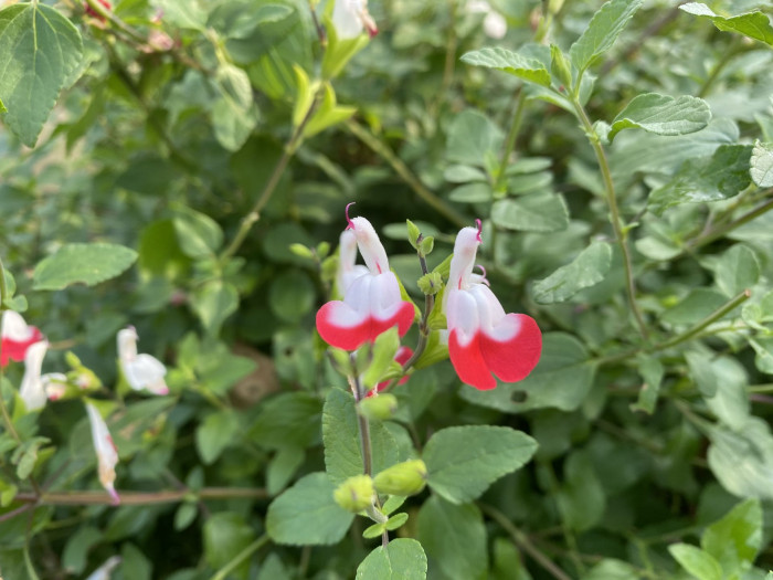 핫립세이지 - HotLipsSage, Salvia Microphylla