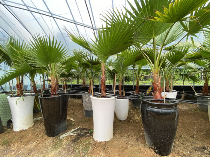 워싱턴야자 - Washington palm, California Fan Palm, Washingtonia filifera