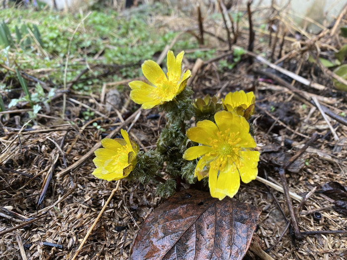 복수초 - Adonis amurensis