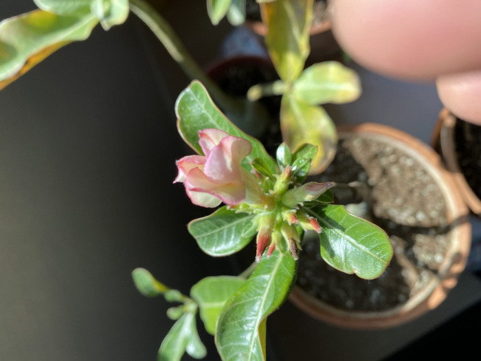 석화 - Adenium obesm, Adenium