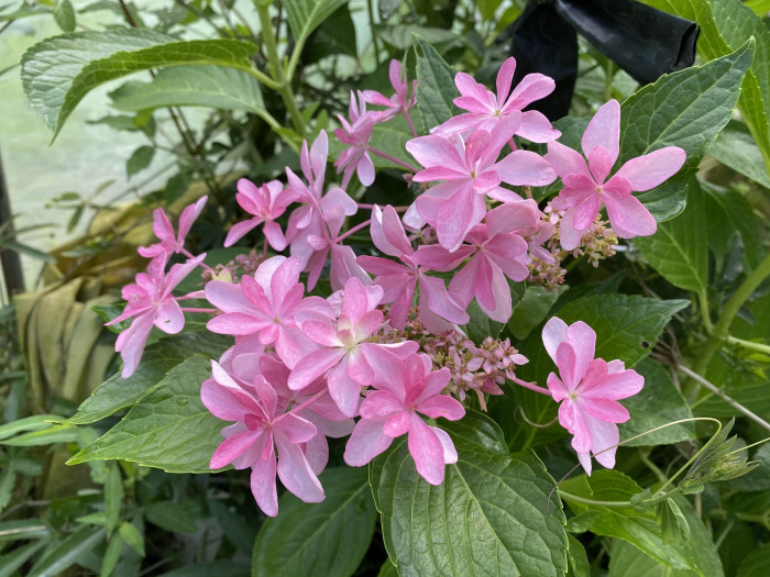 수국 - Hydrangea, Hydrangea macrophylla (Thunb.) Ser. for. otaksa (Siebold & Zucc.) E. H. Wilson
