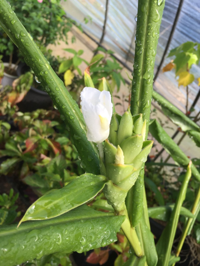 꽃생강 - Ginger lily, Hedychium coronarium J.Konig
