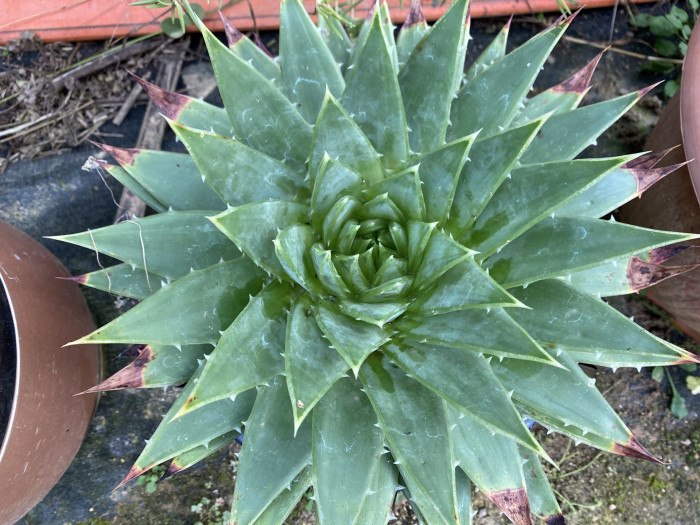 알로에 폴리필라 - Spiral Aloe, Aloe polyphylla