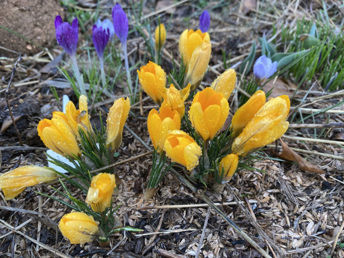 크로커스 - Crocus, Crocus spp.