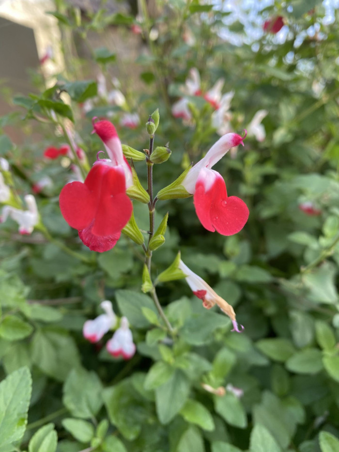 핫립세이지 - HotLipsSage, Salvia Microphylla