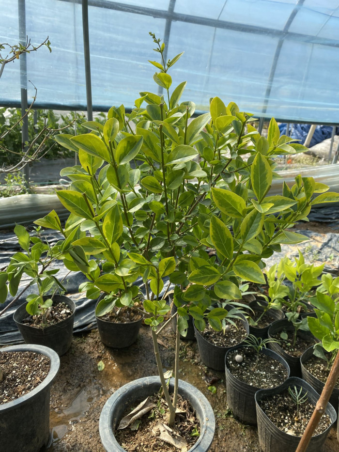광나무 - Ligustrum japonicum Thunb. var. japonicum