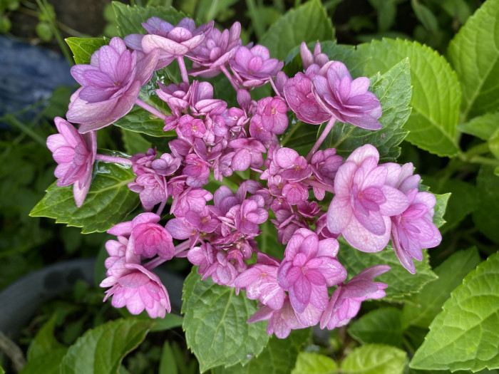 수국 - Hydrangea, Hydrangea macrophylla (Thunb.) Ser. for. otaksa (Siebold & Zucc.) E. H. Wilson