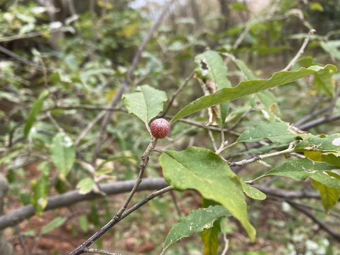보리수나무 - Littleleaf linden tree, Elaeagnus umbellata Thunb.