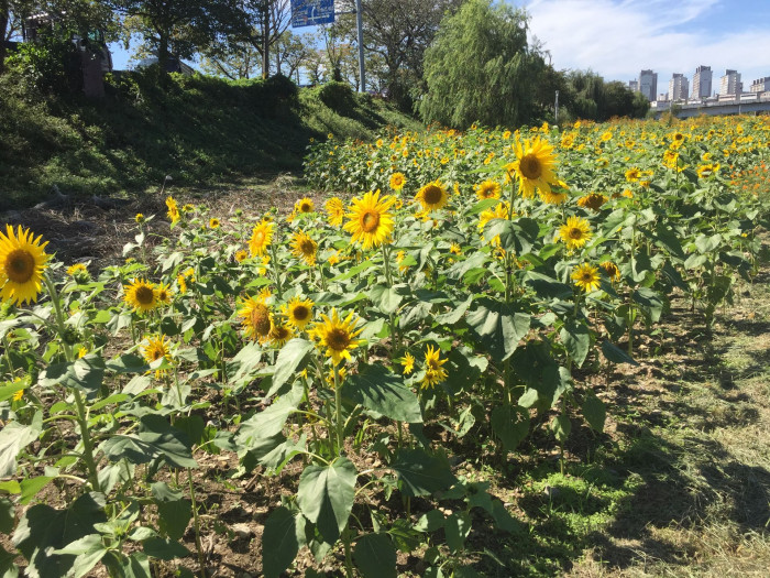 해바라기 - Sunflower, Helianthus annuus