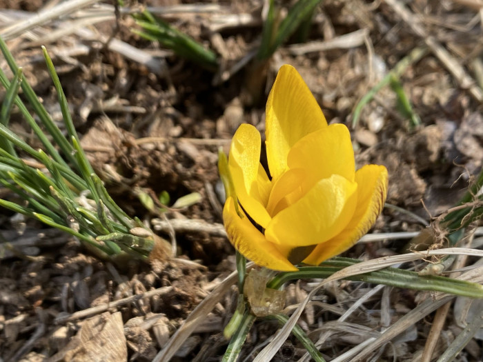 크로커스 - Crocus, Crocus spp.