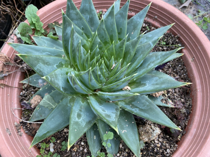 알로에 폴리필라 - Spiral Aloe, Aloe polyphylla