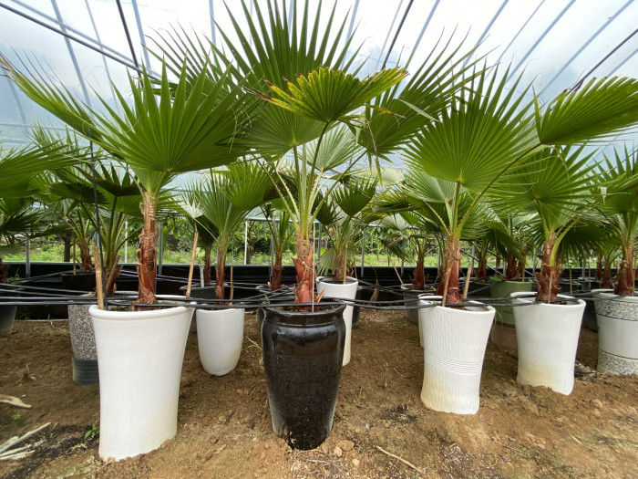 워싱턴야자 - Washington palm, California Fan Palm, Washingtonia filifera