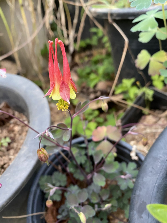 매발톱 - columbine, Aquilegia buergeriana Siebold & Zucc. var. oxysepala (Trautv. & C. A. Mey.) Kitam.