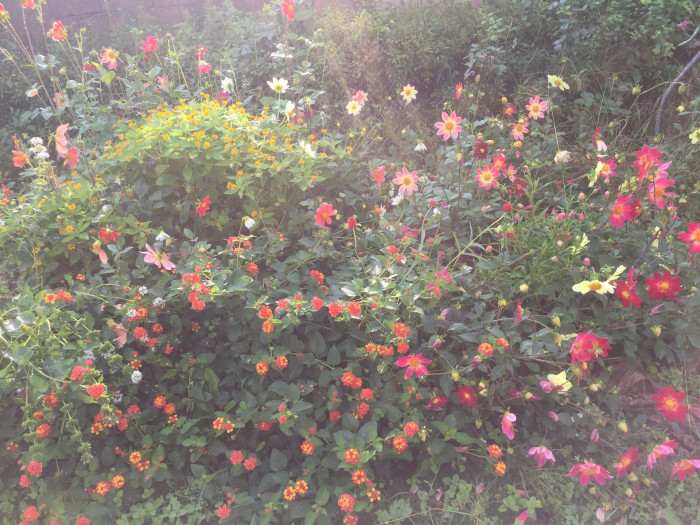란타나 - Spanish Flag, West Indian Lantana, Lantana camara