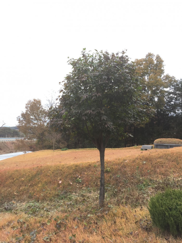 당단풍나무 - Acer pseudosieboldianum (Pax) Kom.