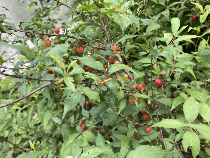 이스라지나무 - Prunus japonica Thunb. var. nakaii (H. Lév.) Rehder