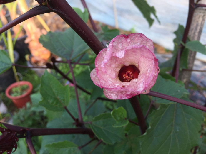 로젤 - Rozelle, Red Thai Roselle, Yellow bloom Roselle Hibiscus, Hibiscus sabdariffa L.