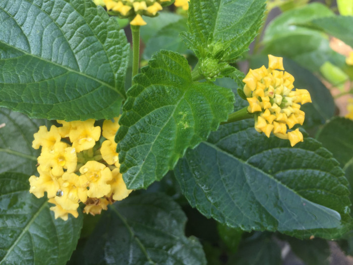 란타나 - Spanish Flag, West Indian Lantana, Lantana camara