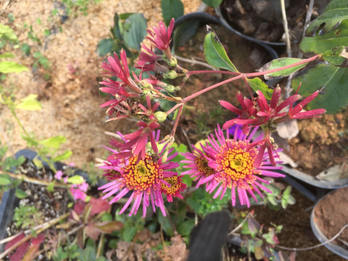 칠자화 - Seven Son Flower, Heptacodium miconioides